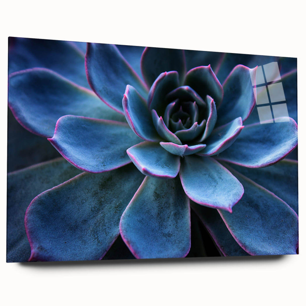 Acrylic glass wall art featuring a vibrant botanical design of succulents, showcasing intricate details and rich colors, perfect for home decor or gifts.