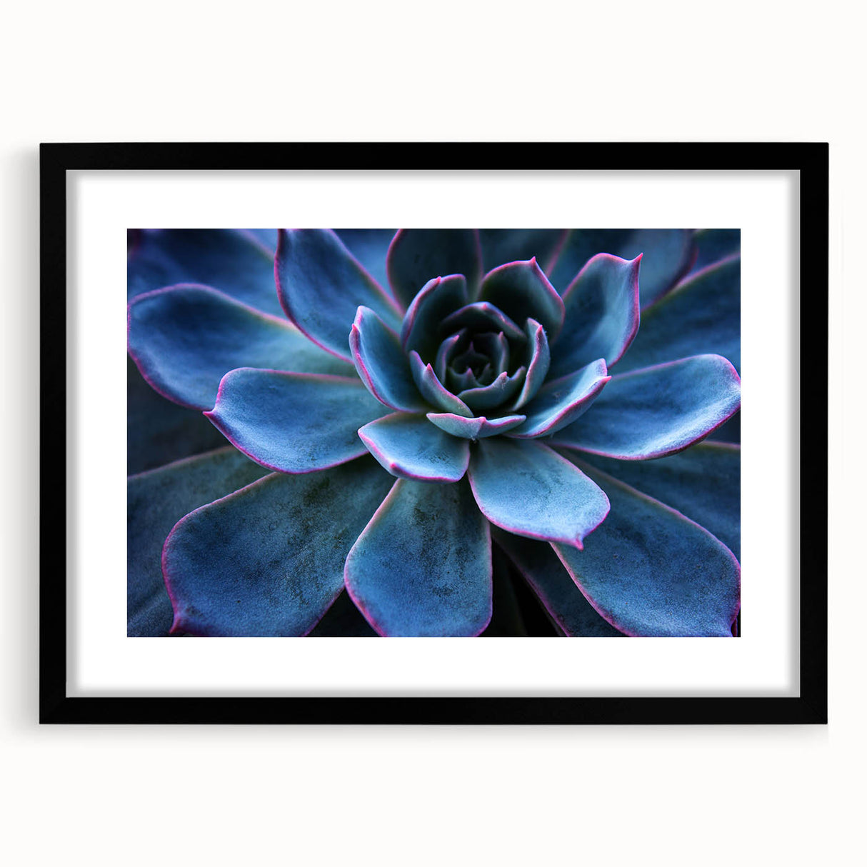 Botanical wall art featuring a collection of colorful succulents in a sleek black frame with a mat, perfect for home decor and nature lovers. Ideal for enhancing modern interiors.