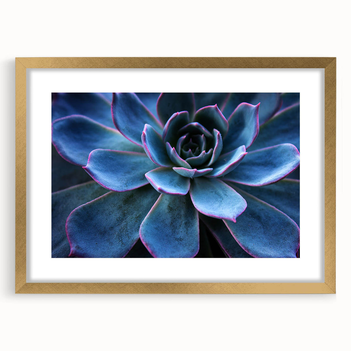 Botanical wall art featuring a stunning collection of floral and succulent designs in a gold-framed mat. Ideal for modern home decor, showcasing vibrant colors and intricate details.