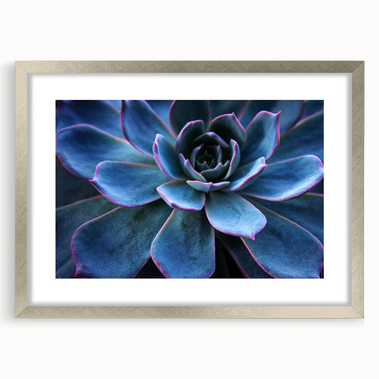 Botanical wall art collection featuring a silver-framed design of vibrant succulents, elegantly displayed with a mat, perfect for home decor. Ideal for plant lovers.