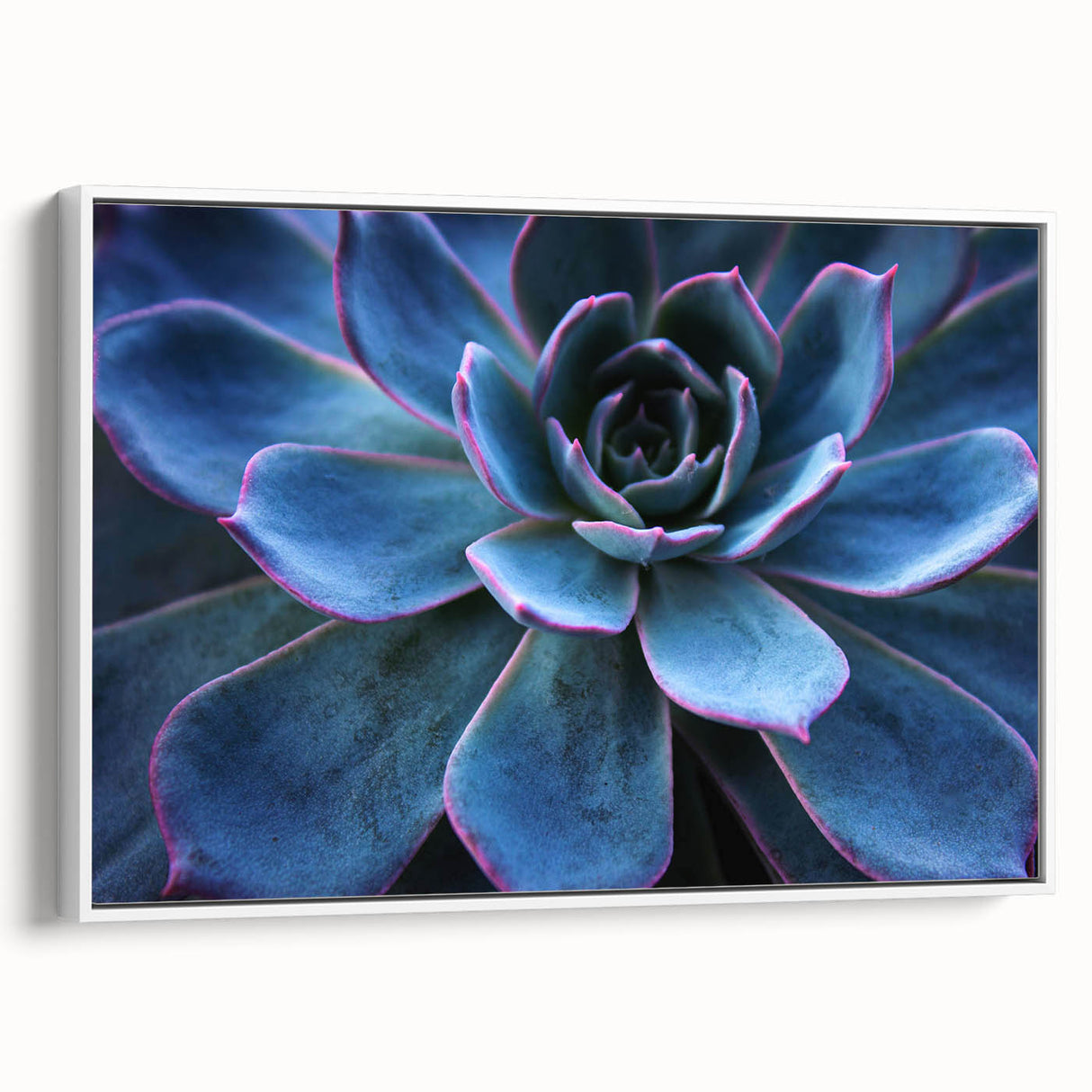 Framed canvas wall art showcasing a vibrant botanical design of succulents, featuring a white background and a sleek side view, perfect for home decor enhancement.