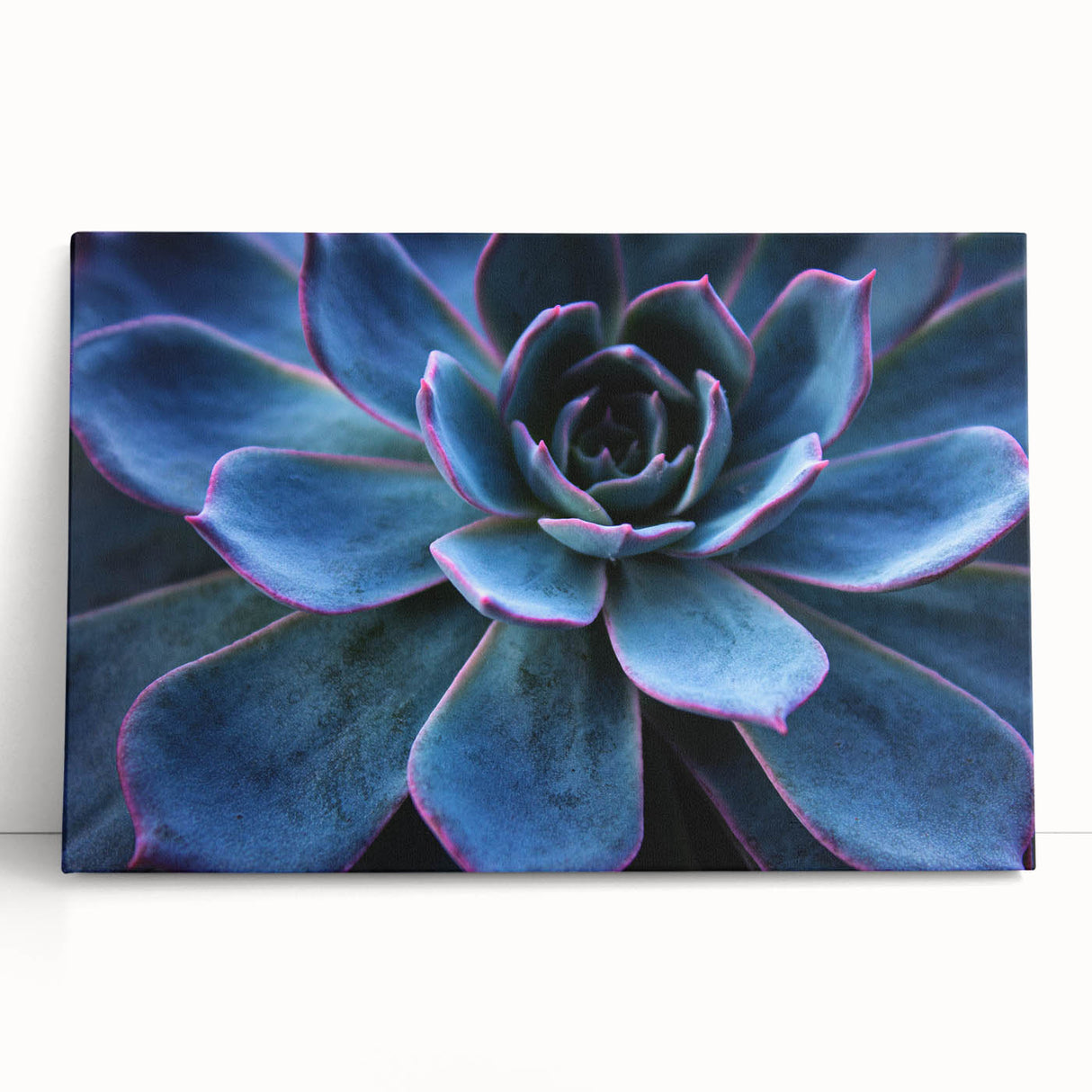 Colorful botanical wall art featuring a collection of vibrant succulents on stretched canvas, elegantly leaning against a white wall, perfect for home decor.