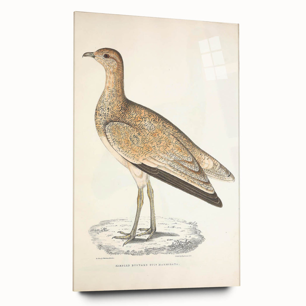 Vintage Animal Art: Marbled Bustard Illustration