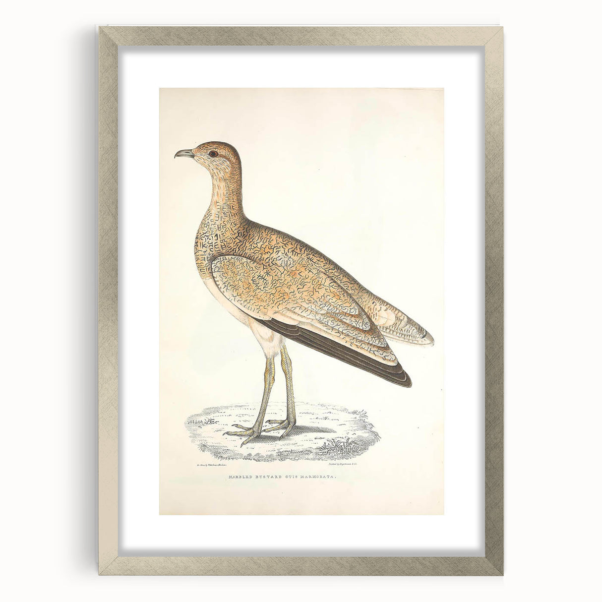 Vintage Animal Art: Marbled Bustard Illustration