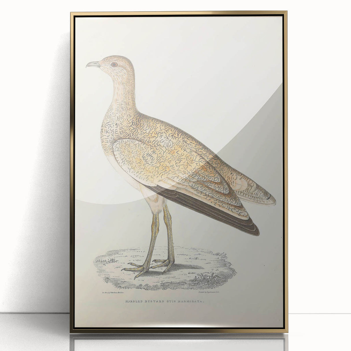 Vintage Animal Art: Marbled Bustard Illustration