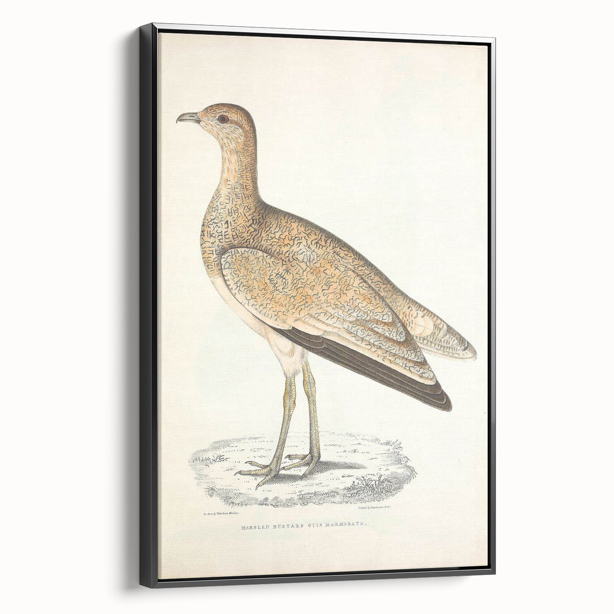 Vintage Animal Art: Marbled Bustard Illustration