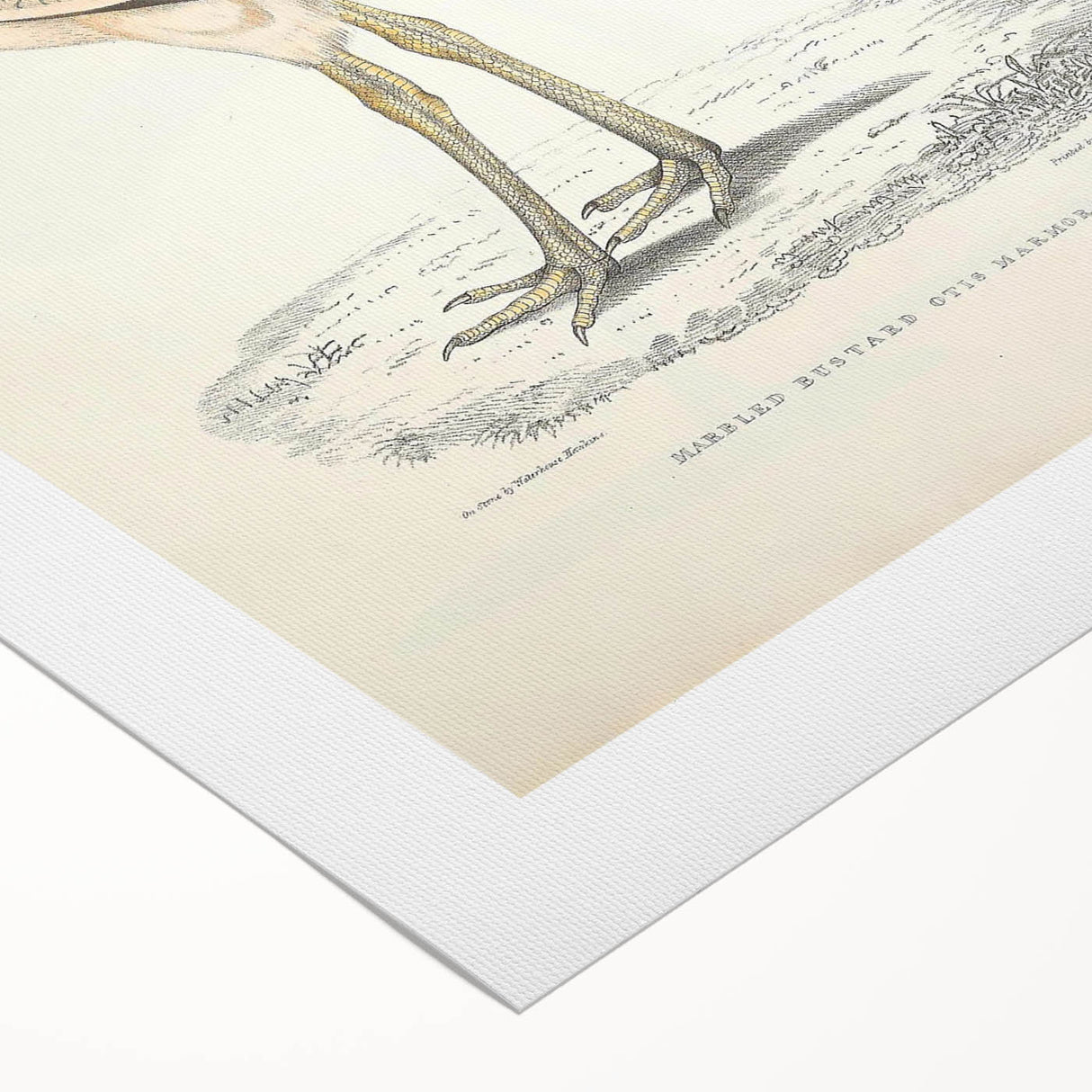 Vintage Animal Art: Marbled Bustard Illustration