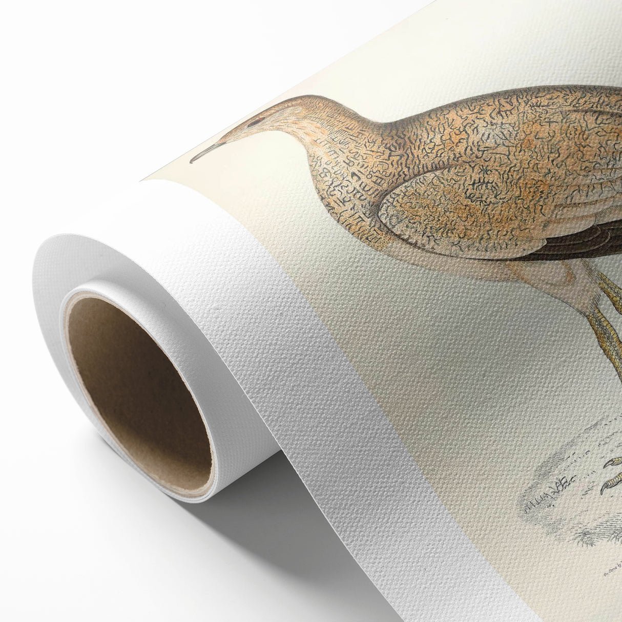 Vintage Animal Art: Marbled Bustard Illustration