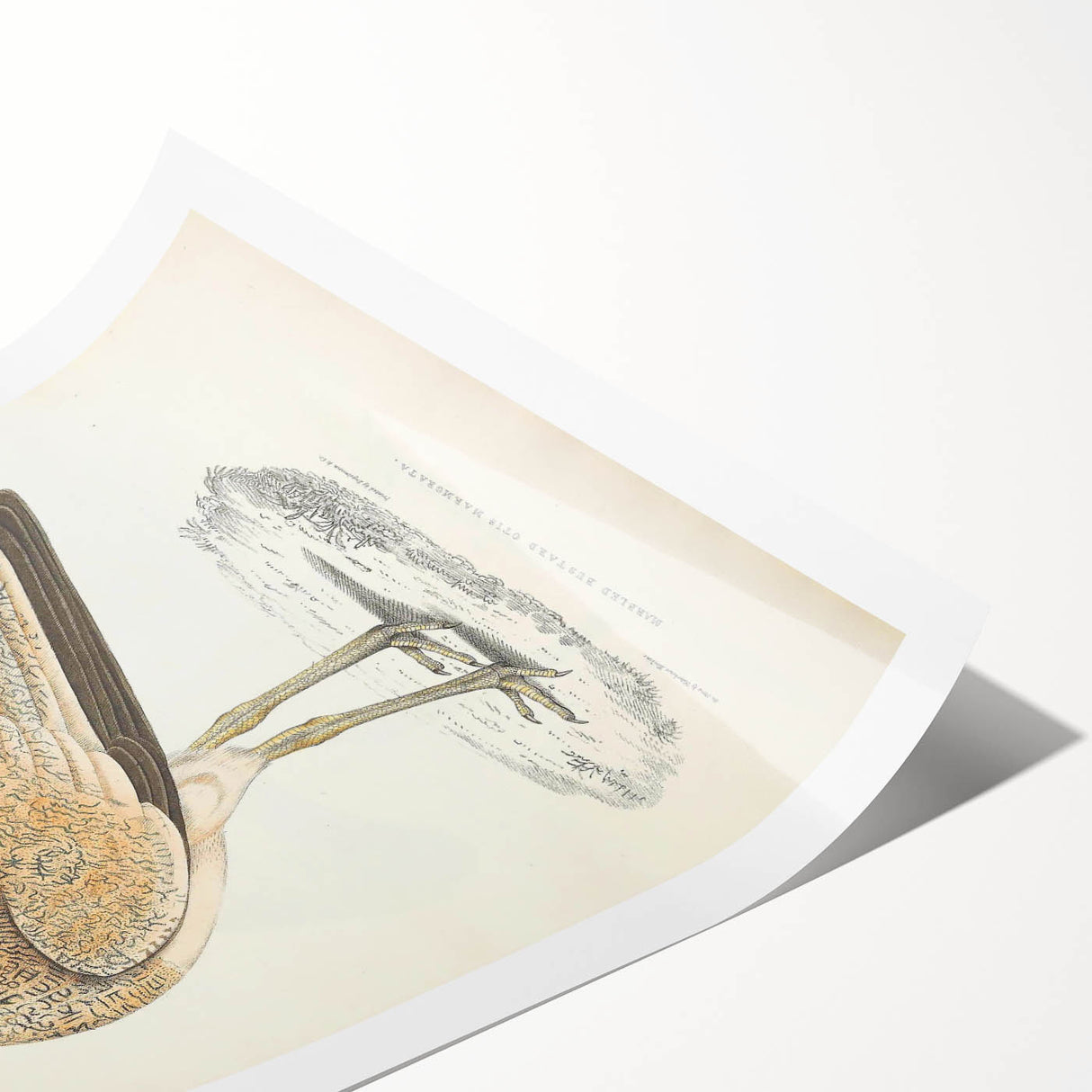 Vintage Animal Art: Marbled Bustard Illustration