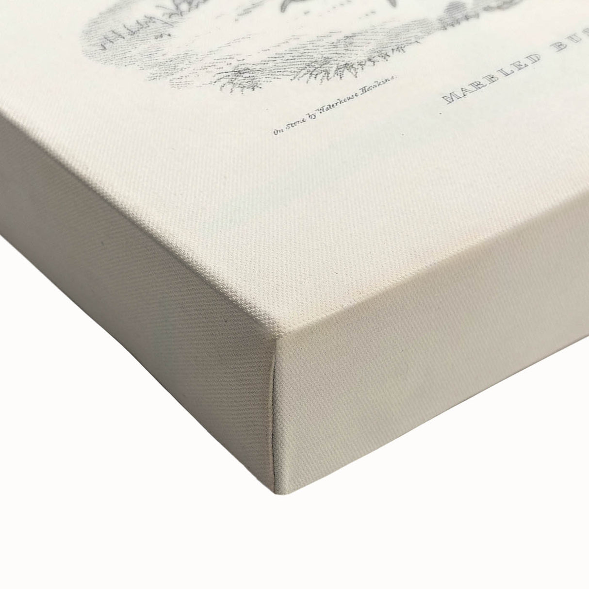 Vintage Animal Art: Marbled Bustard Illustration