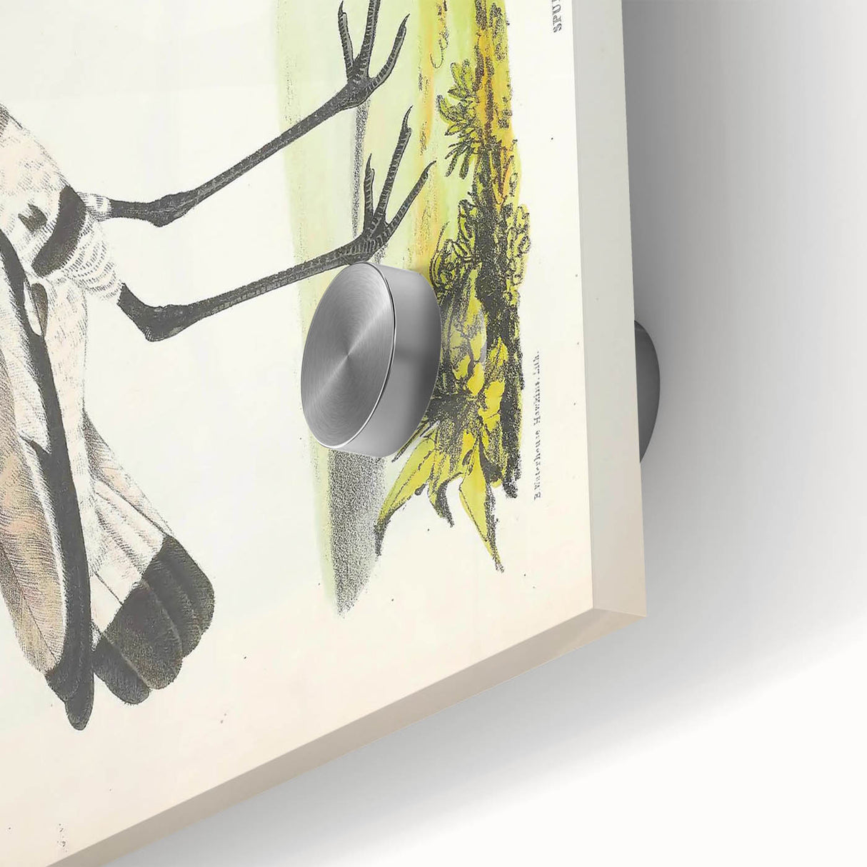 Vintage Animal Art – Spur-Winged Plover Illustration Wall Print