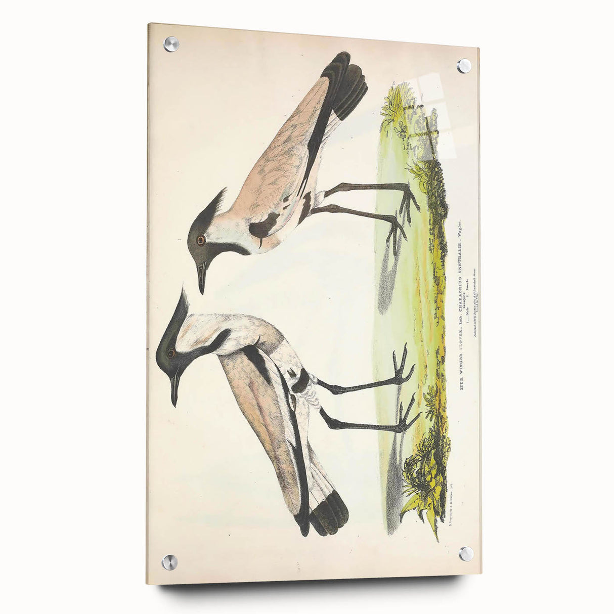 Vintage Animal Art – Spur-Winged Plover Illustration Wall Print