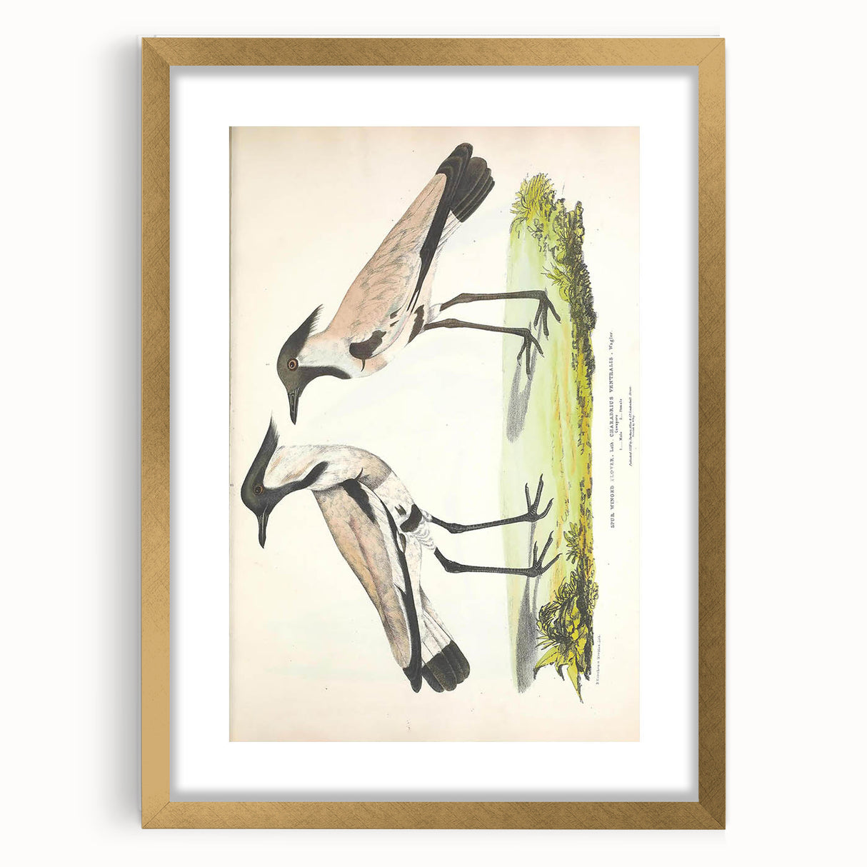 Vintage Animal Art – Spur-Winged Plover Illustration Wall Print