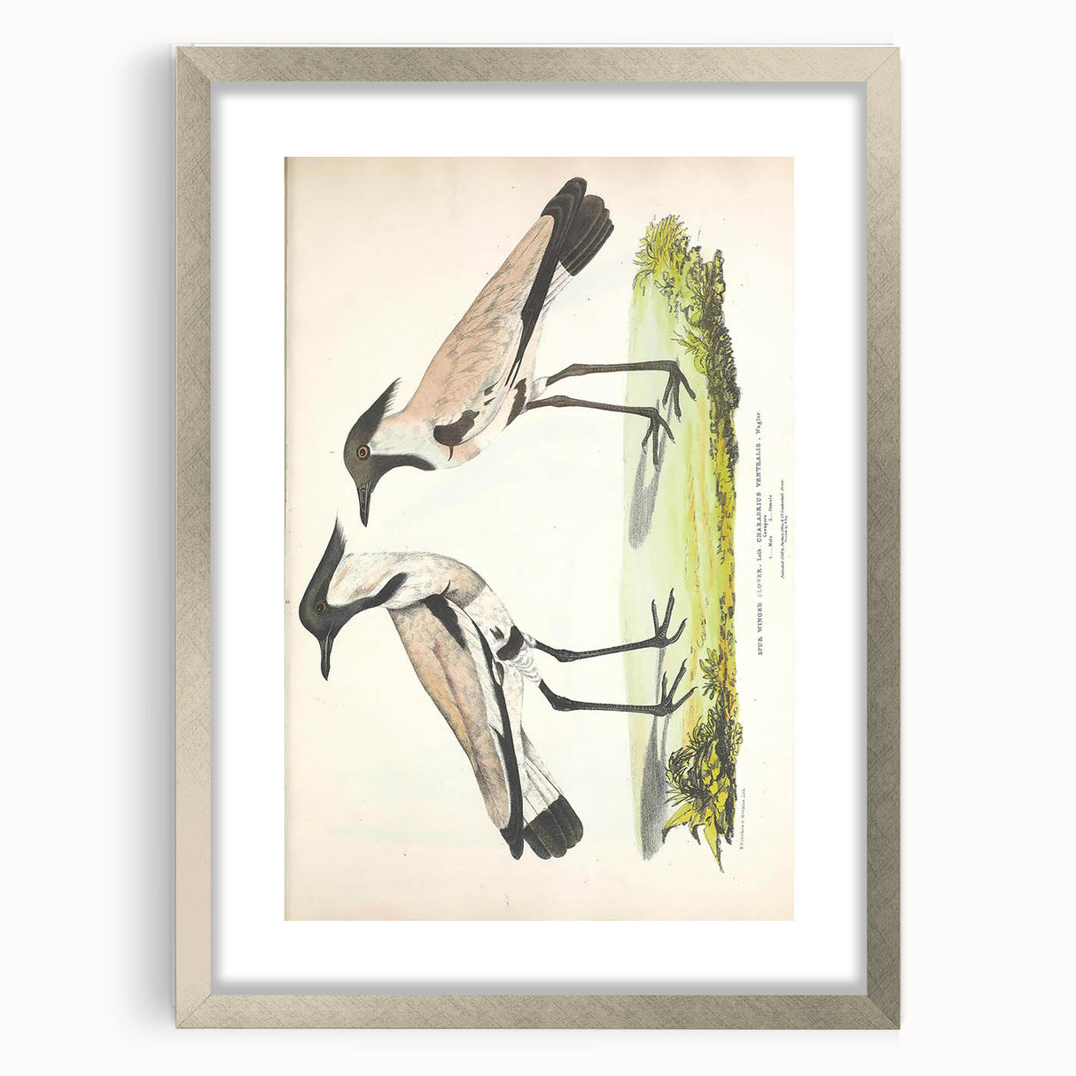 Vintage Animal Art – Spur-Winged Plover Illustration Wall Print