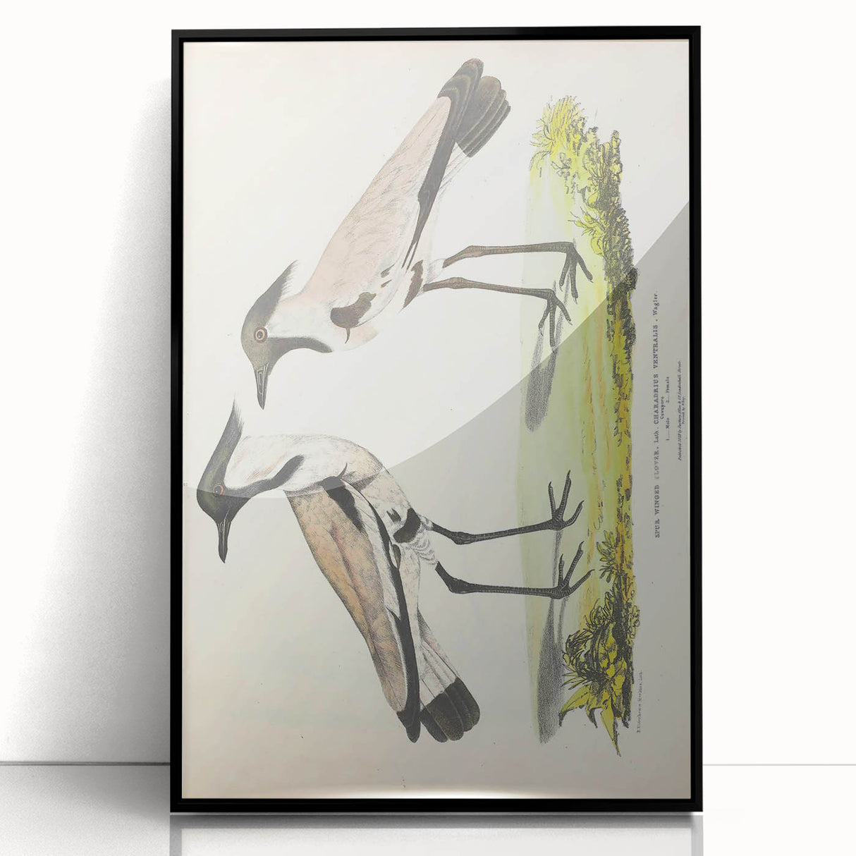 Vintage Animal Art – Spur-Winged Plover Illustration Wall Print