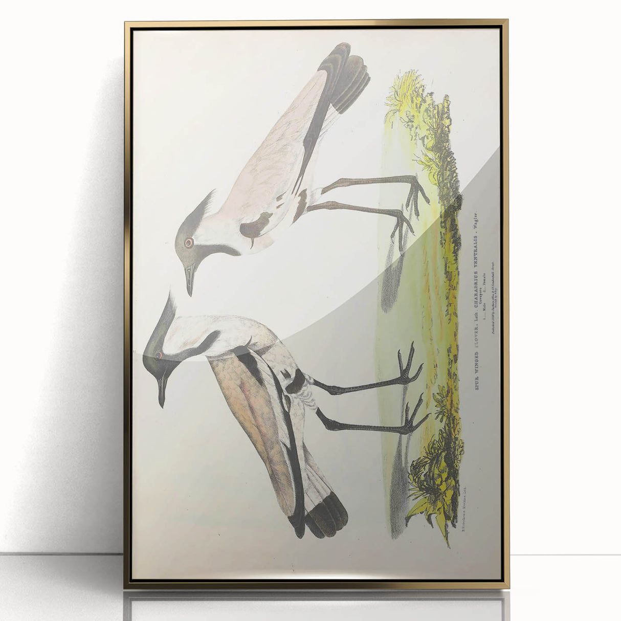 Vintage Animal Art – Spur-Winged Plover Illustration Wall Print