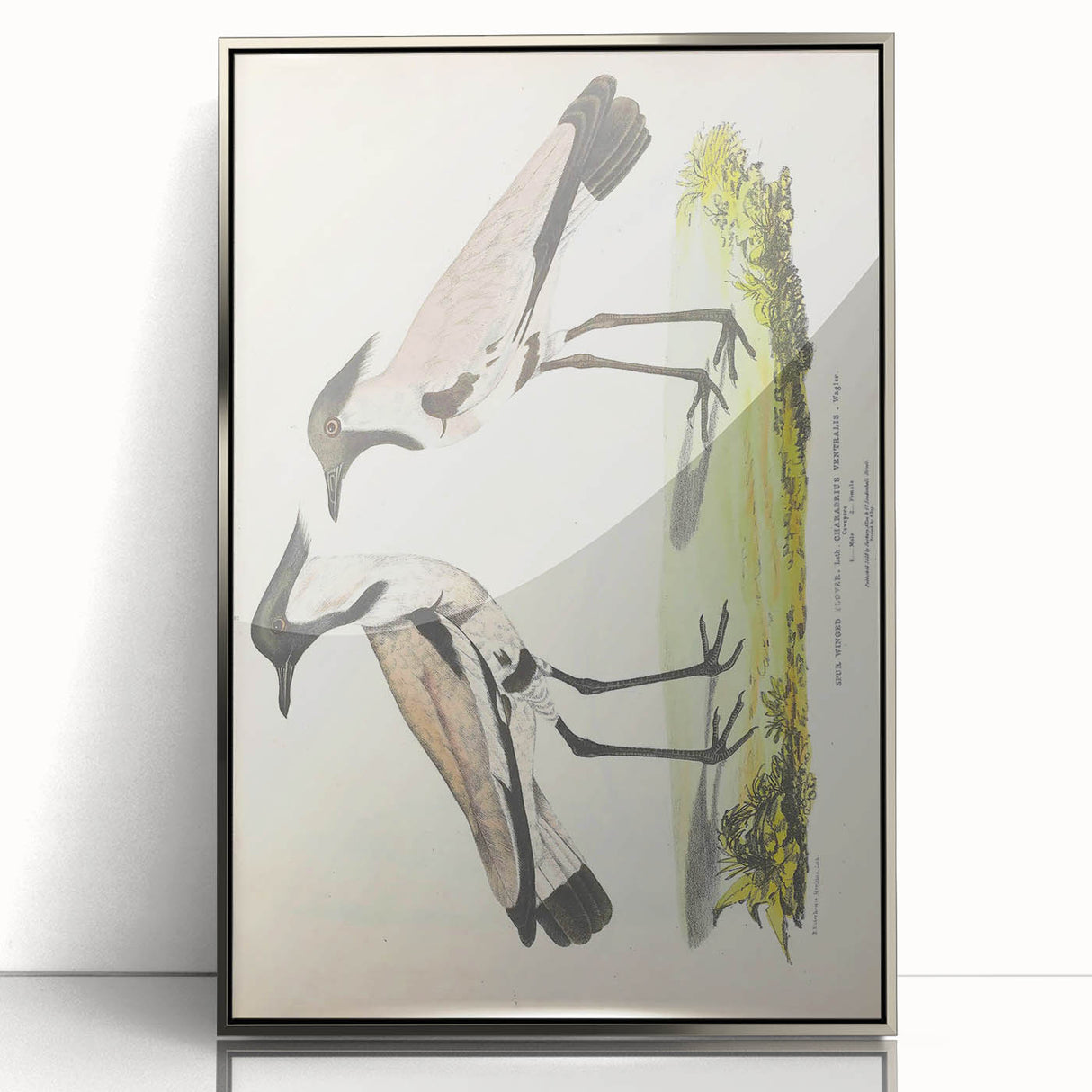 Vintage Animal Art – Spur-Winged Plover Illustration Wall Print