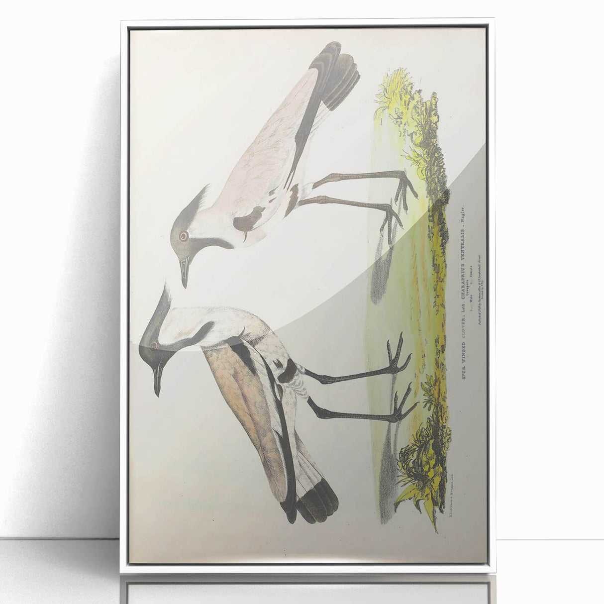 Vintage Animal Art – Spur-Winged Plover Illustration Wall Print