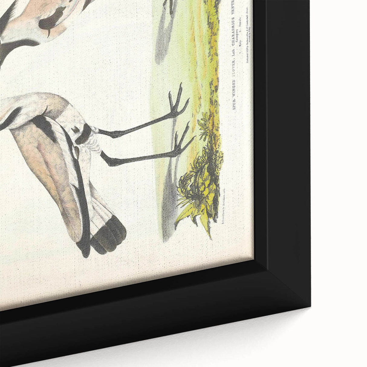 Vintage Animal Art – Spur-Winged Plover Illustration Wall Print