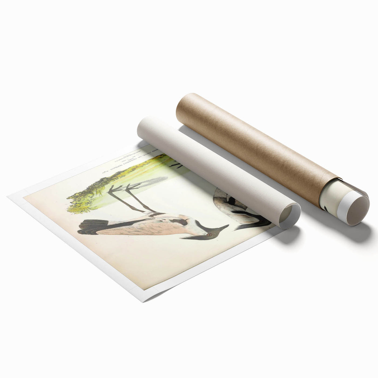 Vintage Animal Art – Spur-Winged Plover Illustration Wall Print