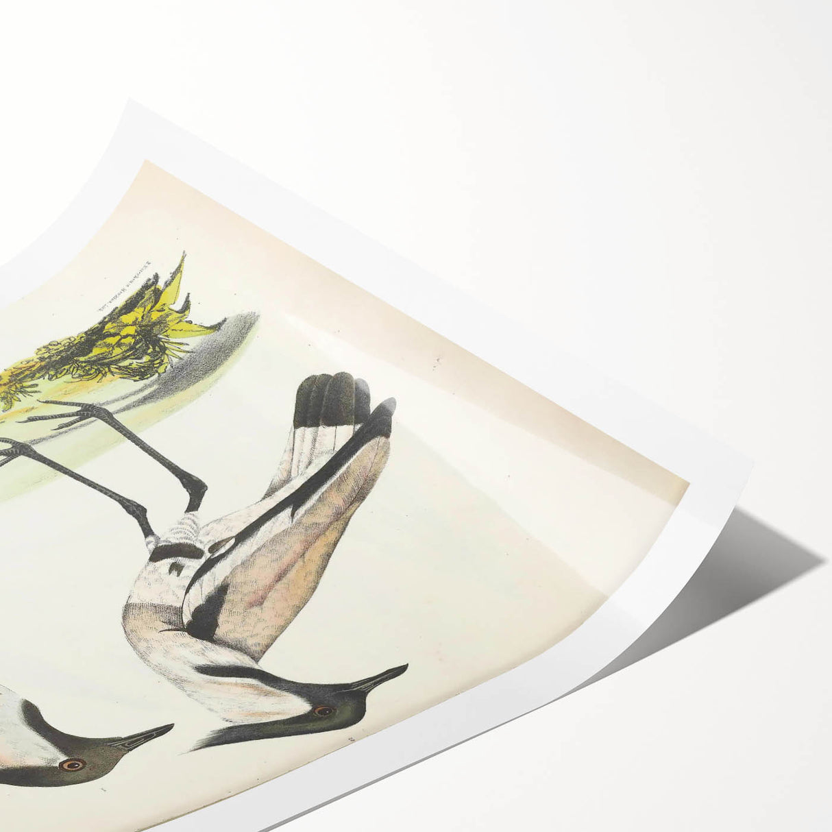 Vintage Animal Art – Spur-Winged Plover Illustration Wall Print