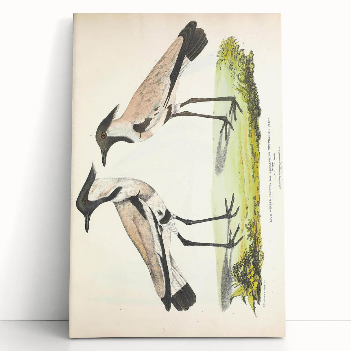 Vintage Animal Art – Spur-Winged Plover Illustration Wall Print