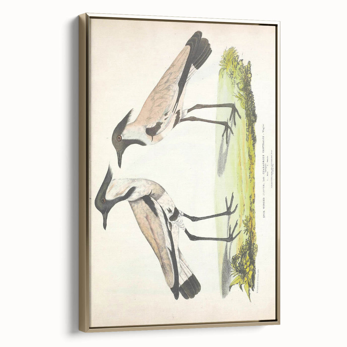 Vintage Animal Art – Spur-Winged Plover Illustration Wall Print