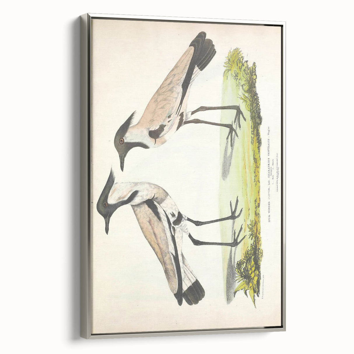 Vintage Animal Art – Spur-Winged Plover Illustration Wall Print