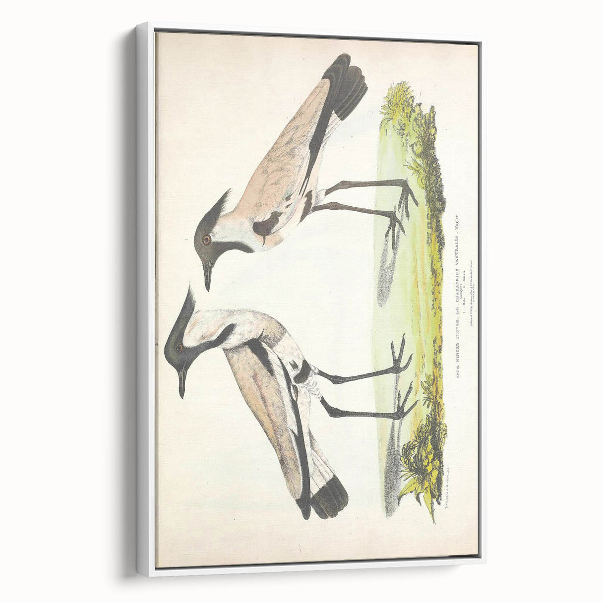 Vintage Animal Art – Spur-Winged Plover Illustration Wall Print