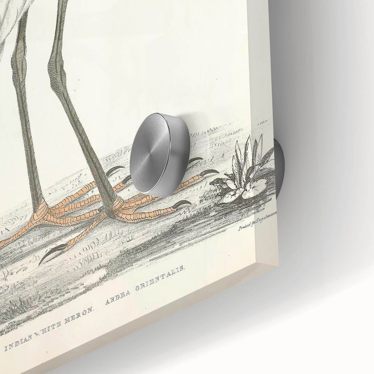 Vintage Animal Art – Indian White Heron Illustration Wall Print