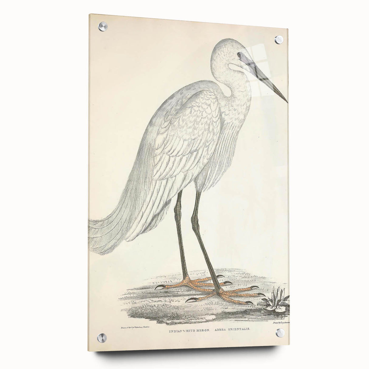 Vintage Animal Art – Indian White Heron Illustration Wall Print
