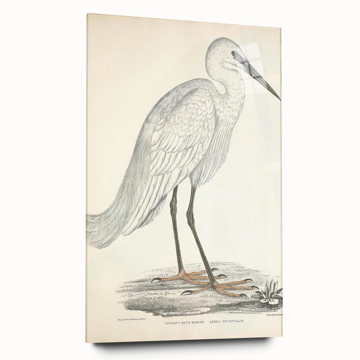 Vintage Animal Art – Indian White Heron Illustration Wall Print
