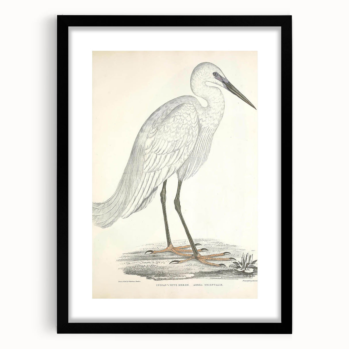 Vintage Animal Art – Indian White Heron Illustration Wall Print