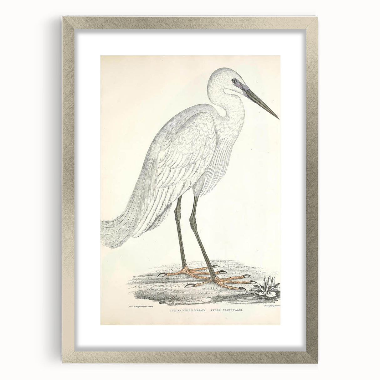 Vintage Animal Art – Indian White Heron Illustration Wall Print