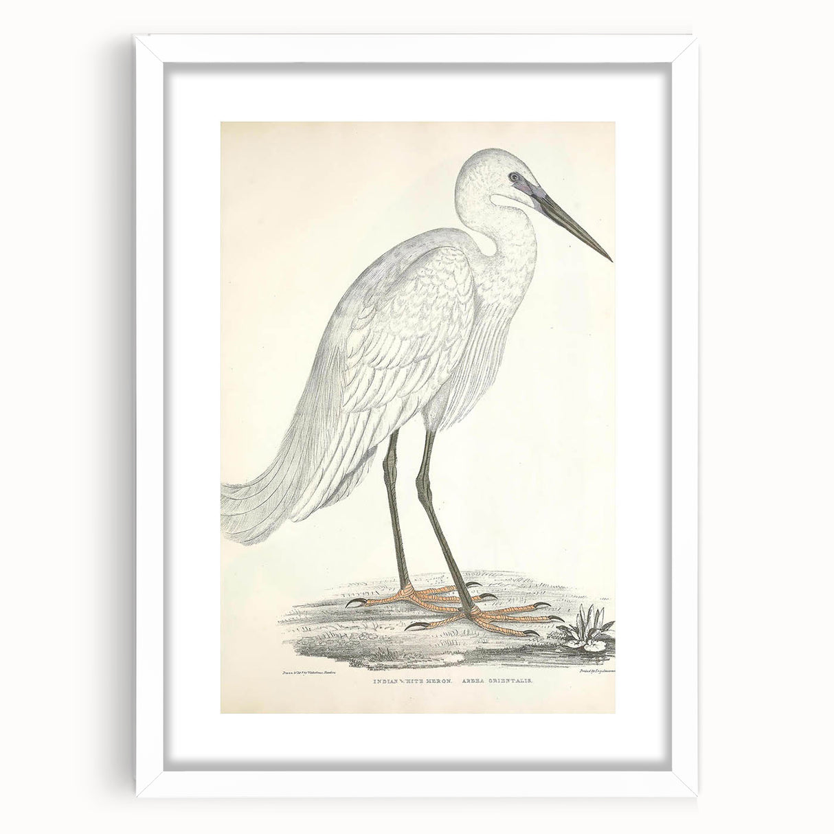 Vintage Animal Art – Indian White Heron Illustration Wall Print