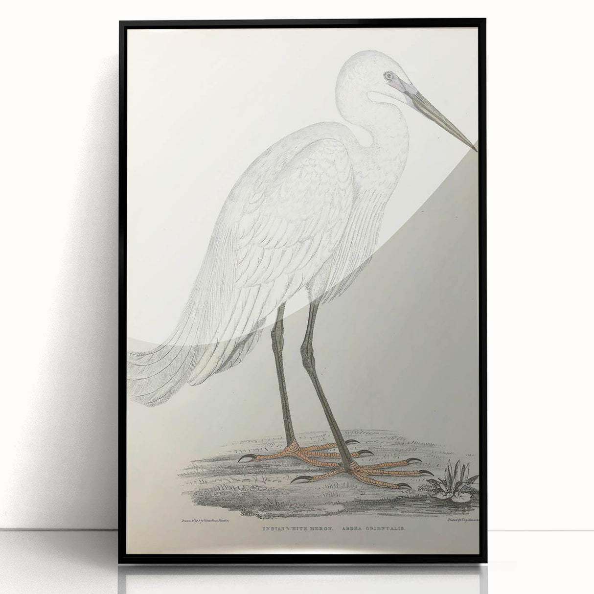 Vintage Animal Art – Indian White Heron Illustration Wall Print
