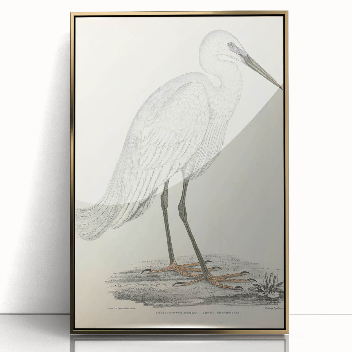 Vintage Animal Art – Indian White Heron Illustration Wall Print
