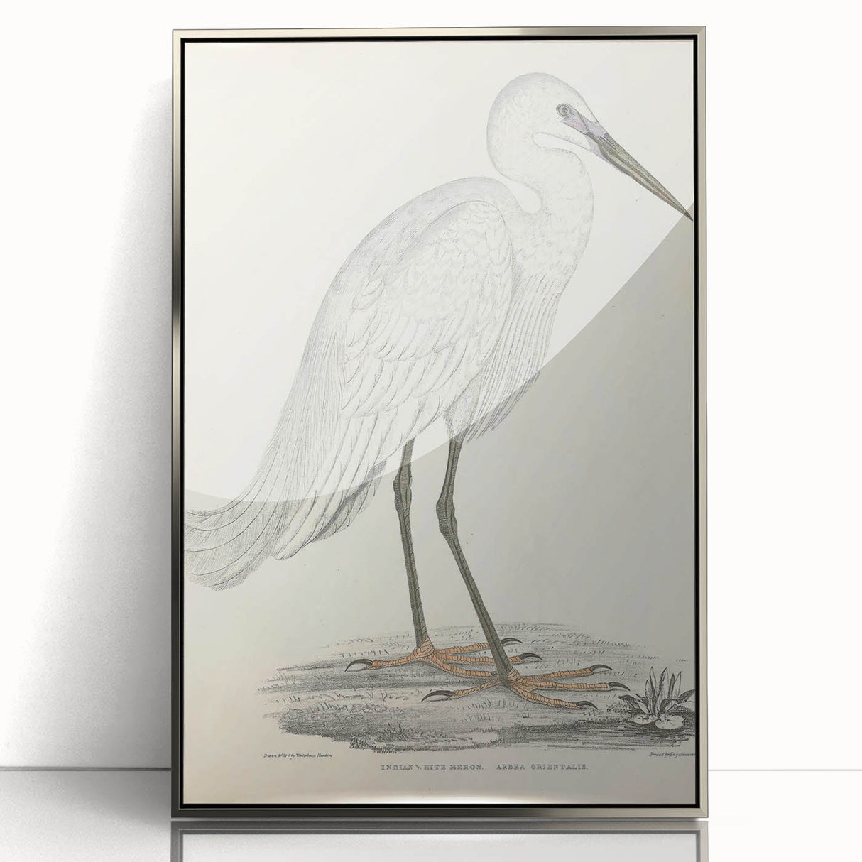 Vintage Animal Art – Indian White Heron Illustration Wall Print