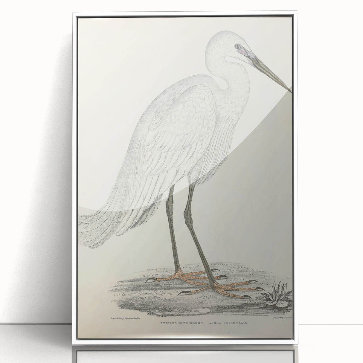 Vintage Animal Art – Indian White Heron Illustration Wall Print