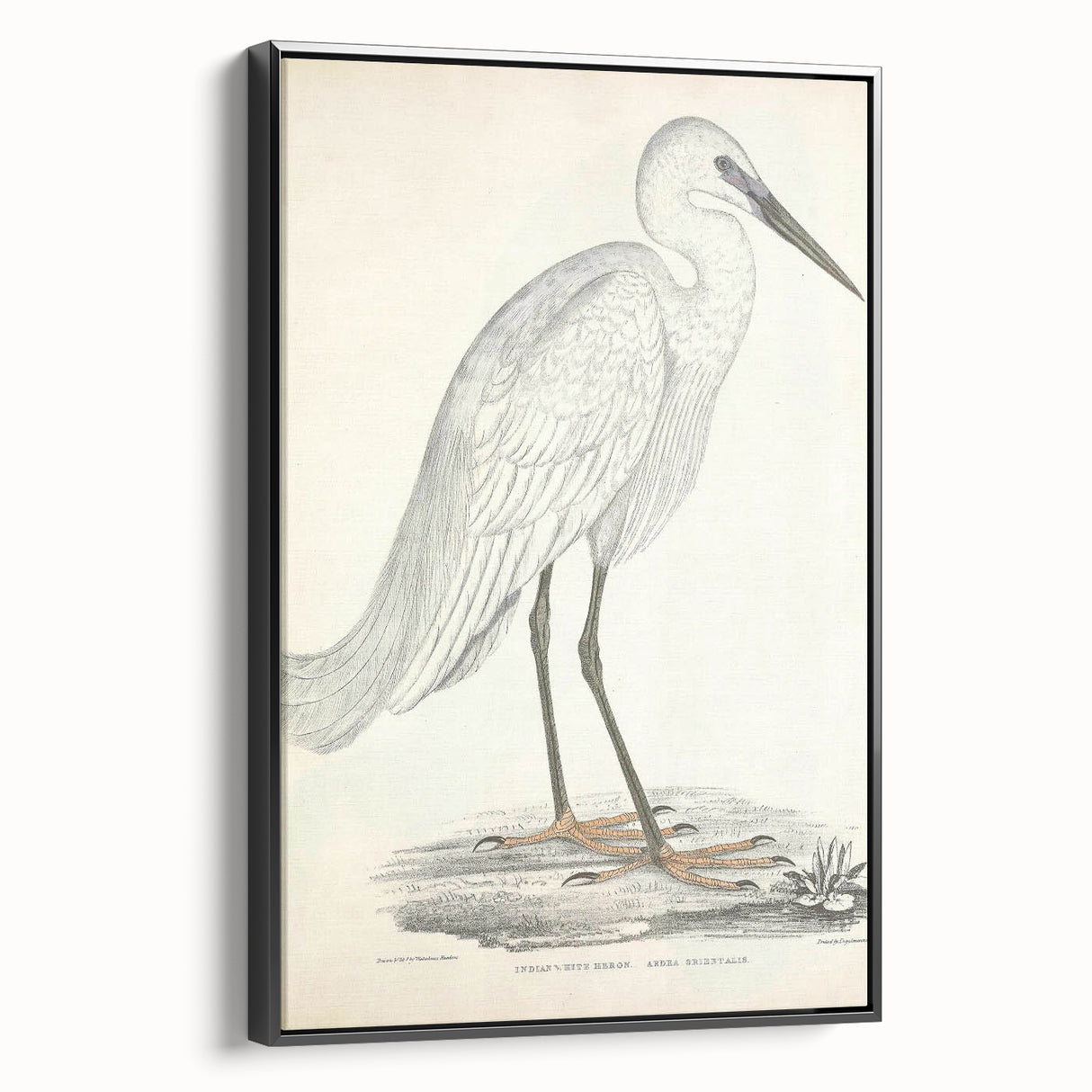 Vintage Animal Art – Indian White Heron Illustration Wall Print