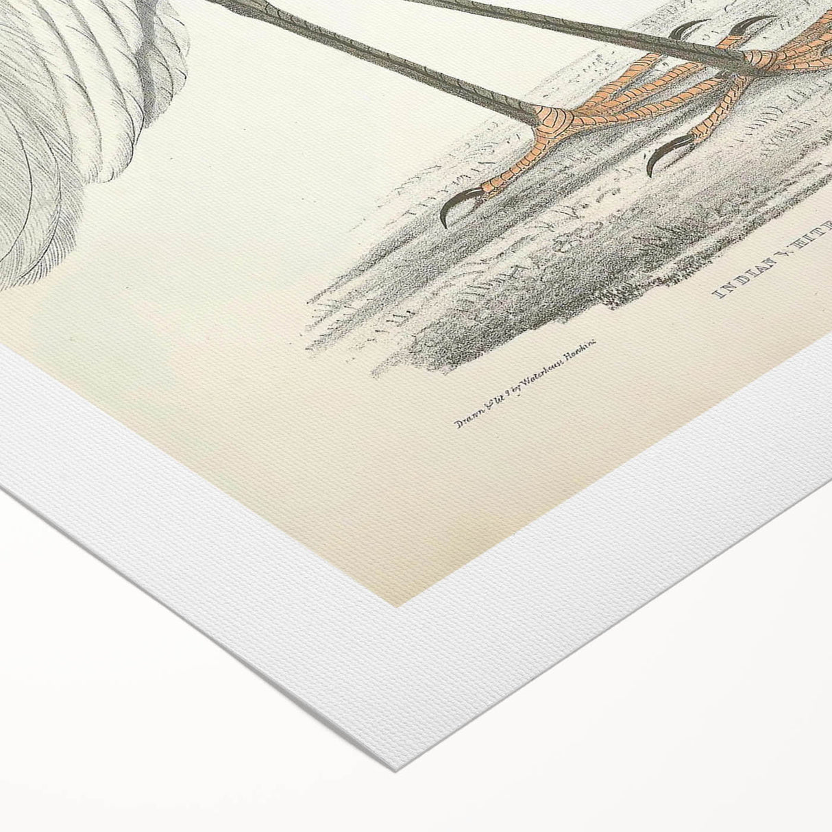 Vintage Animal Art – Indian White Heron Illustration Wall Print