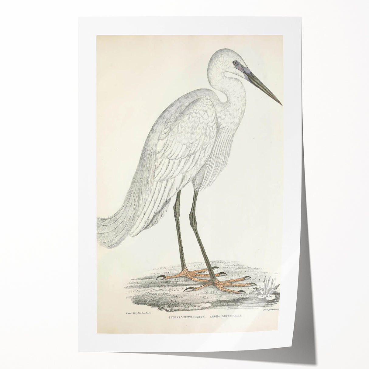 Vintage Animal Art – Indian White Heron Illustration Wall Print