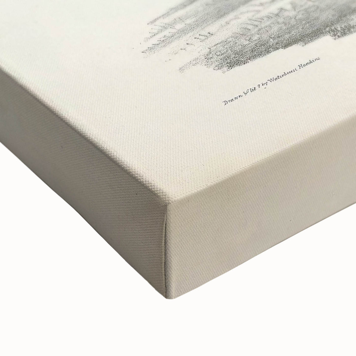 Vintage Animal Art – Indian White Heron Illustration Wall Print