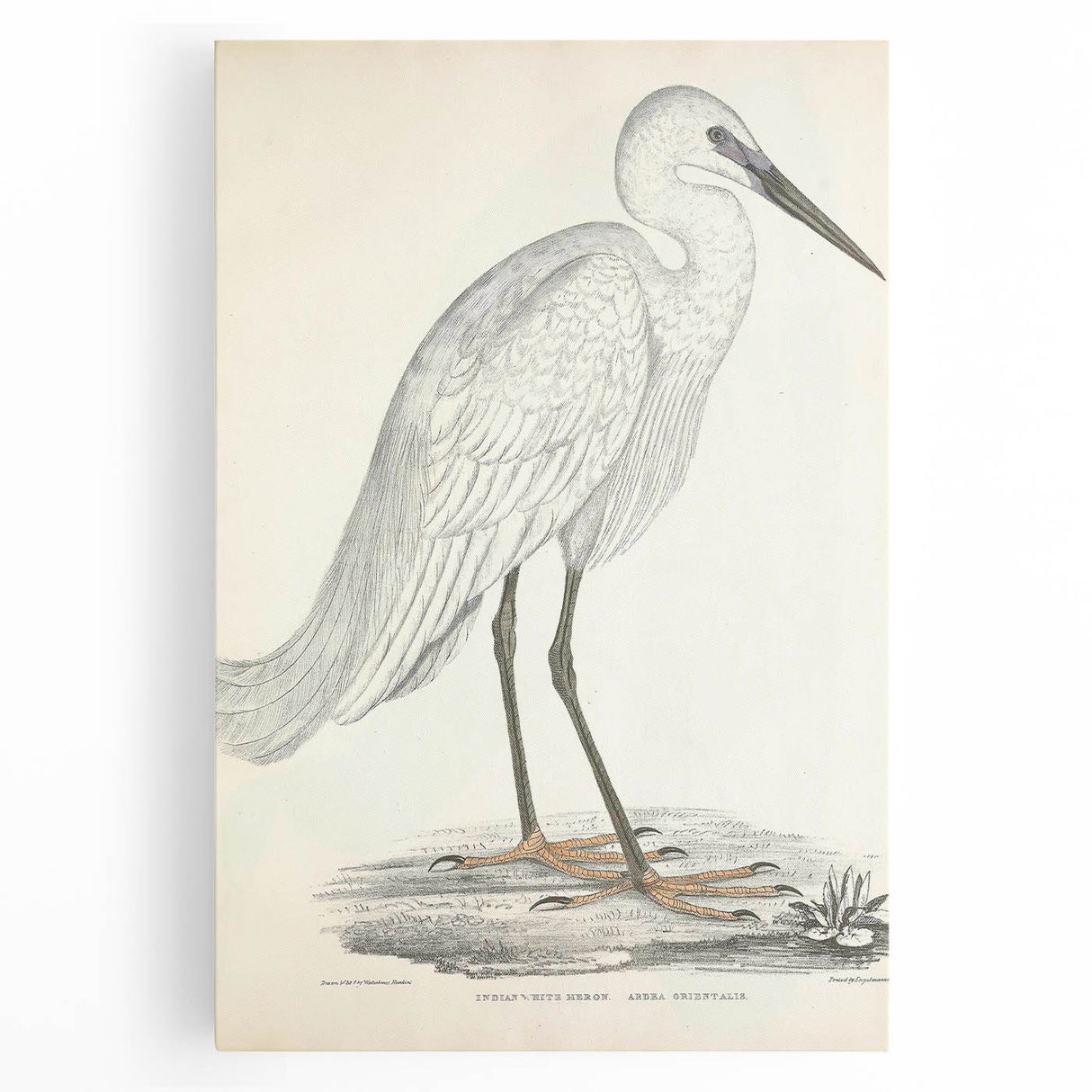 Vintage Animal Art – Indian White Heron Illustration Wall Print
