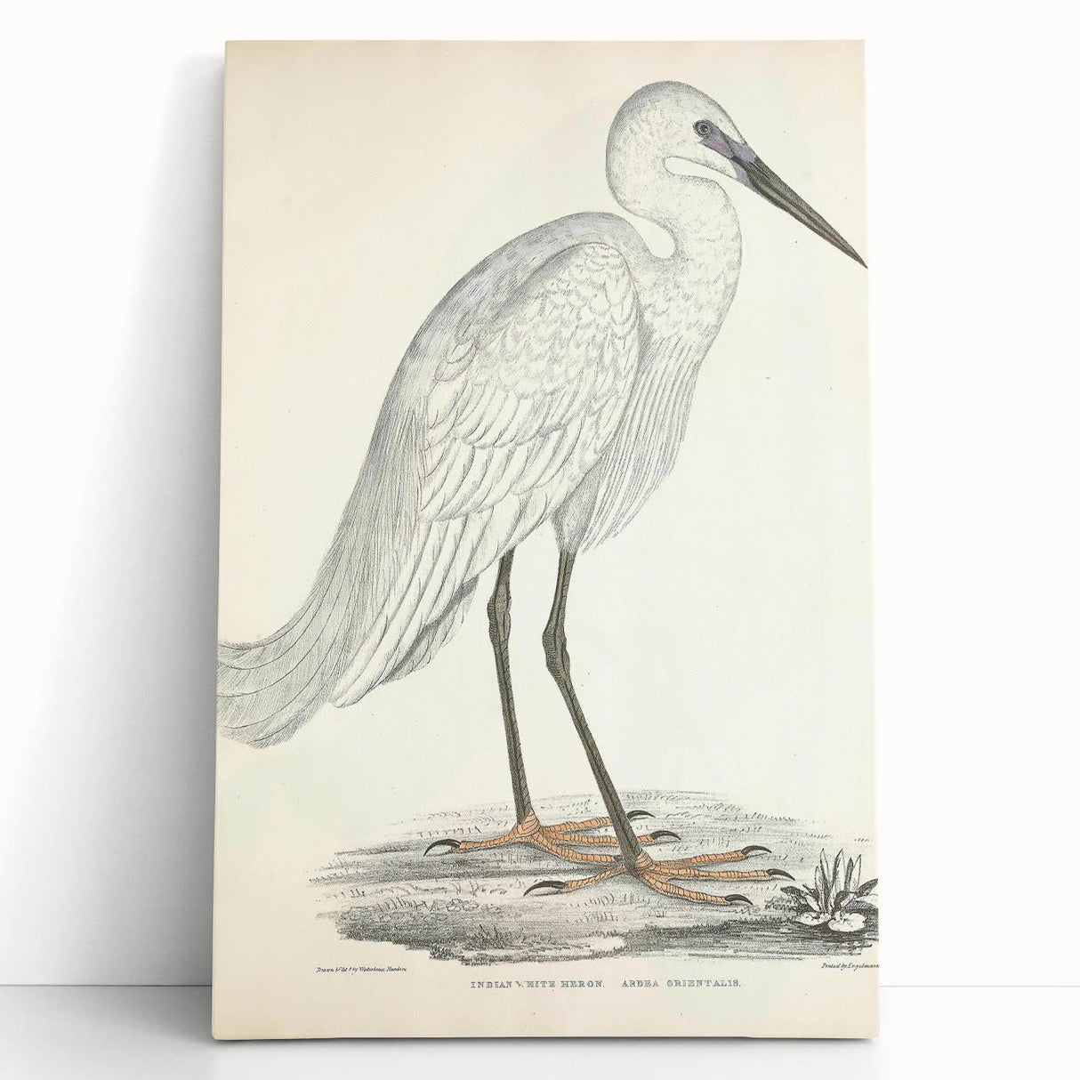 Vintage Animal Art – Indian White Heron Illustration Wall Print