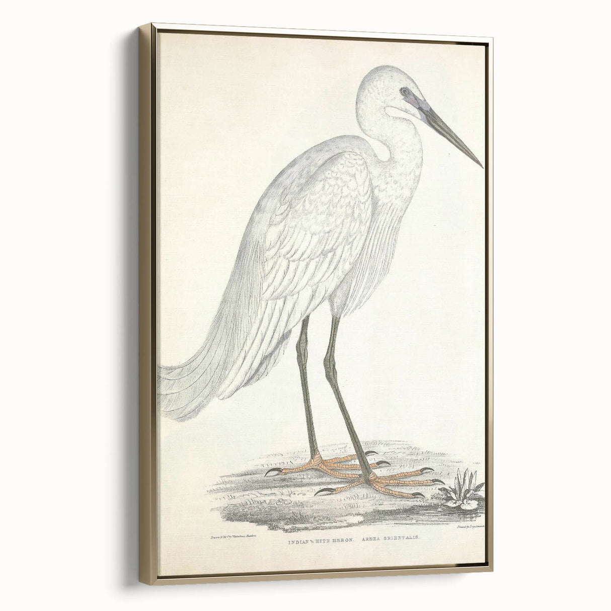 Vintage Animal Art – Indian White Heron Illustration Wall Print