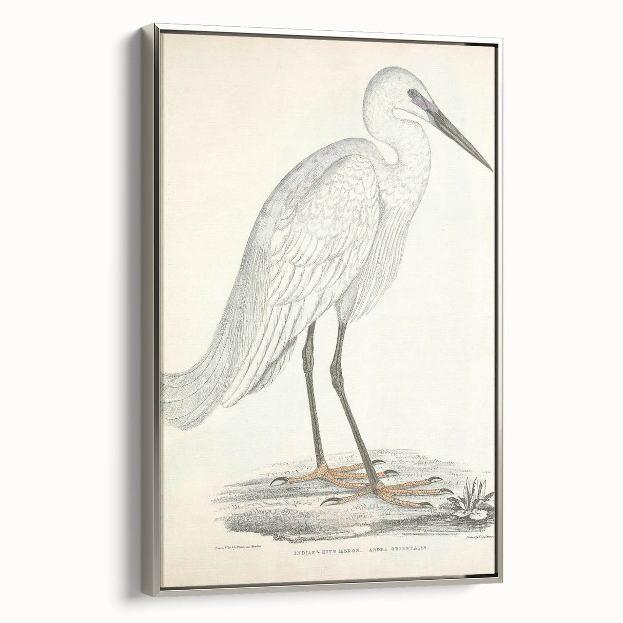 Vintage Animal Art – Indian White Heron Illustration Wall Print