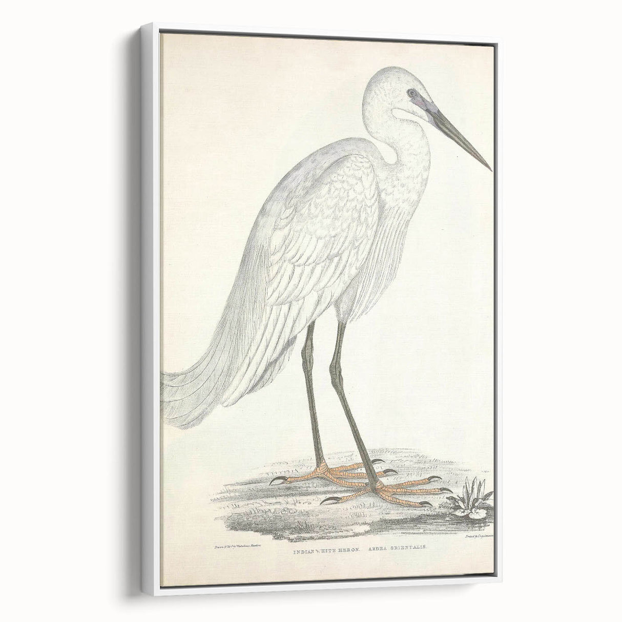 Vintage Animal Art – Indian White Heron Illustration Wall Print