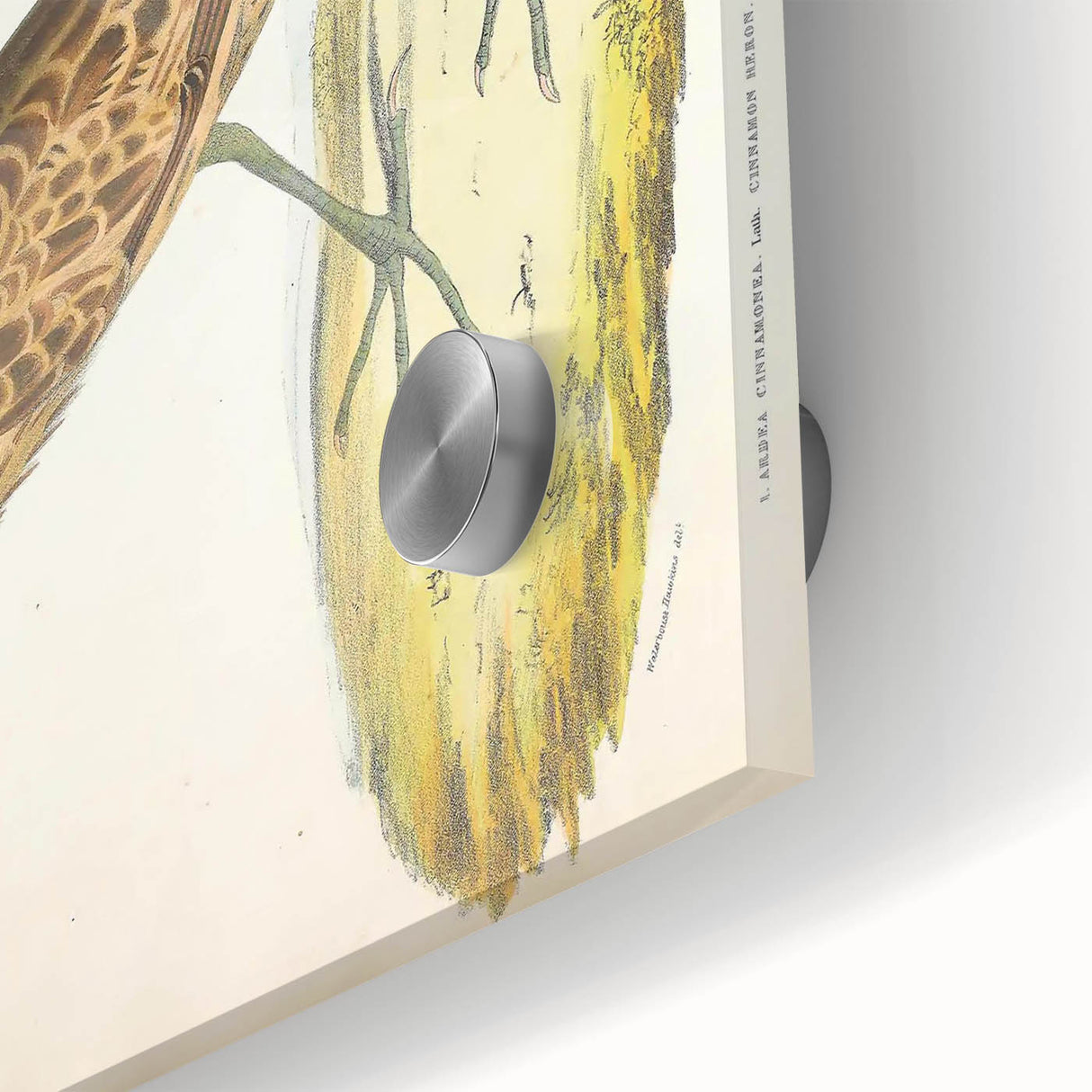 Vintage Animal Art – Yellow-Necked Heron Illustration Print