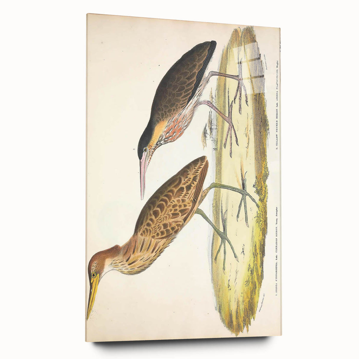 Vintage Animal Art – Yellow-Necked Heron Illustration Print